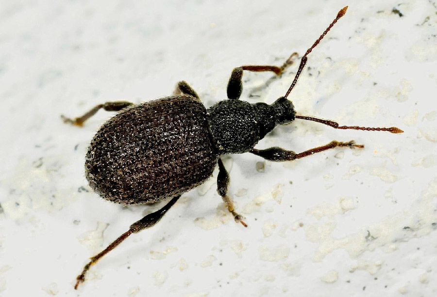 Curculionidae: Otiorhynchus rugosostriatus